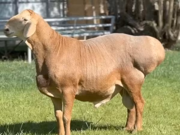 قوچ, Rhon sheep