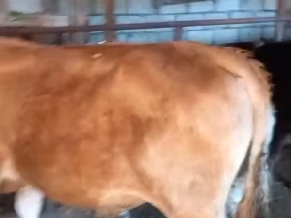 Toro, Bovini