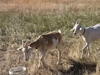 Echki, Saanen goat — 2-rasm