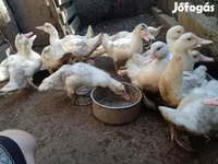 Ducks — foto 5