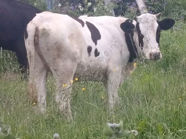 Bull, Holstein breed — Russia