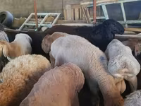 Beran, Rhon sheep — foto 1