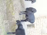 قوچ, Hissar sheep — عکس 2
