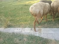 Bélier, Rhon sheep — photo 3