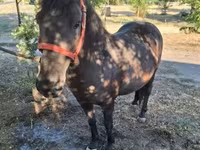 Cavalla, Cavalli — foto 2
