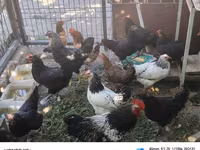 Chickens — عکس 5