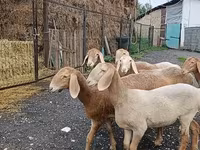 Får, Arashan sheep — foto 6