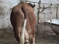 Ταύρος, Simmental cattle — φωτογραφία 3