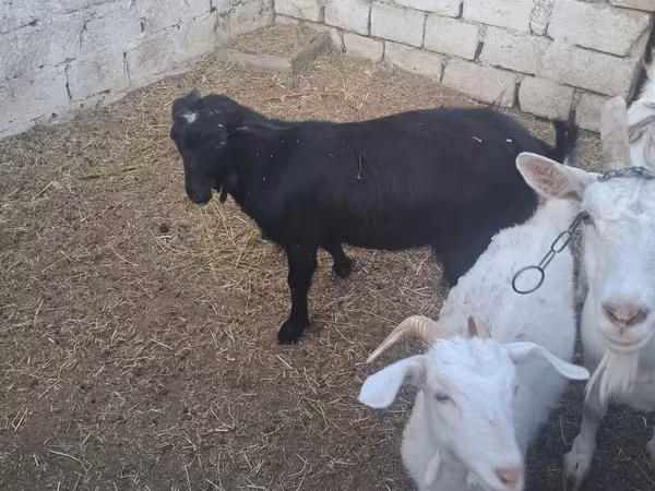 Ri’ dhaddig, Goats