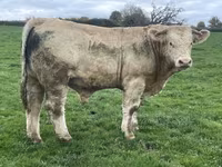 ثور, Charolais cattle — الصورة 5