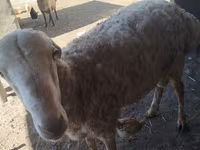 Ram, Karakul sheep — foto 4