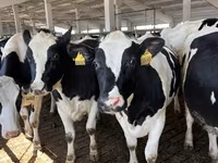 Vacă, Rasa Holstein — foto 3