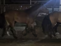 Faras, Kazakh horse — sawirka 4