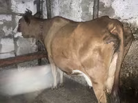 گاو ماده, گاو — عکس 3