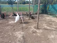 Turkeys — foto 2