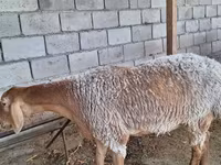 میش, Arashan sheep — عکس 8