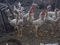Chickens — foto 3