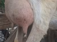 Kozel, Alpine goat — foto 7