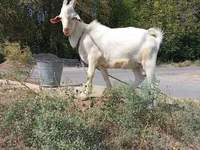 Buk, Saanen goat — foto 1