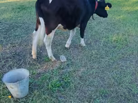 गाय, Russian Black pied cattle — फ़ोटो 2