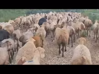 میش, گوسفند — عکس 2