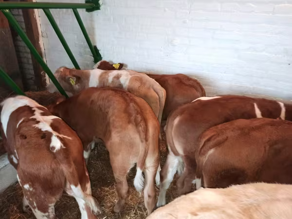Toro, Simmental cattle