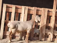 แกะตัวผู้, Rhon sheep — รูปภาพ 6