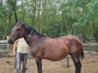 ሴት ፈረስ, Hungarian horse breed — ፎቶ 4