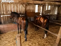Hingst, Heste — foto 3