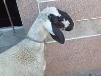 Kambing jantan, Arashan sheep — foto 2