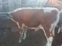 Bou, Simmental cattle — foto 3