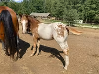 Айғыр, Appaloosa — 3-сурет