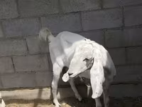 بز ماده, Beetal goats — عکس 3