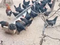 Chickens — ፎቶ 2