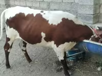 Lo’, Simmental cattle — sawirka 2
