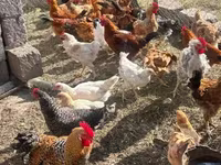 Chickens — الصورة 2