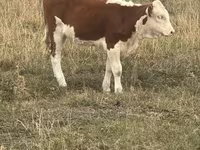 گاو ماده, Latvian Blue cattle — عکس 7