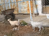 بز ماده, Saanen goat — عکس 3