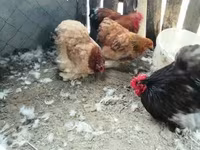 Chickens — 照片 1