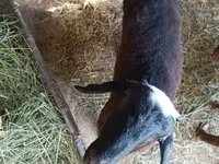 Baran, Owce — zdjęcie 3