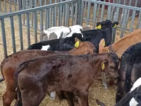 Dibi, Cattle — sawirka 2