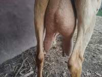 Kambing betina, Saanen goat — foto 3