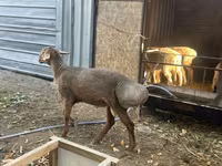 Schaf, Edilbay sheep — Foto 6