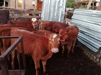 گاو ماده, Simmental cattle — عکس 3