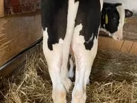 Bull, Holstein breed — photo 6