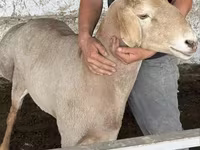 Kambing jantan, Sheep — foto 7