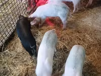 Boar, Pigs — photo 2