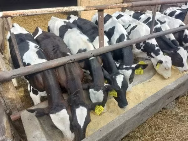 Bull, Holstein breed — Hungary