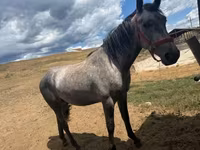 Hingst, Heste — foto 4