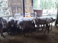 بھیڑ, بھیڑیں — تصویر 2